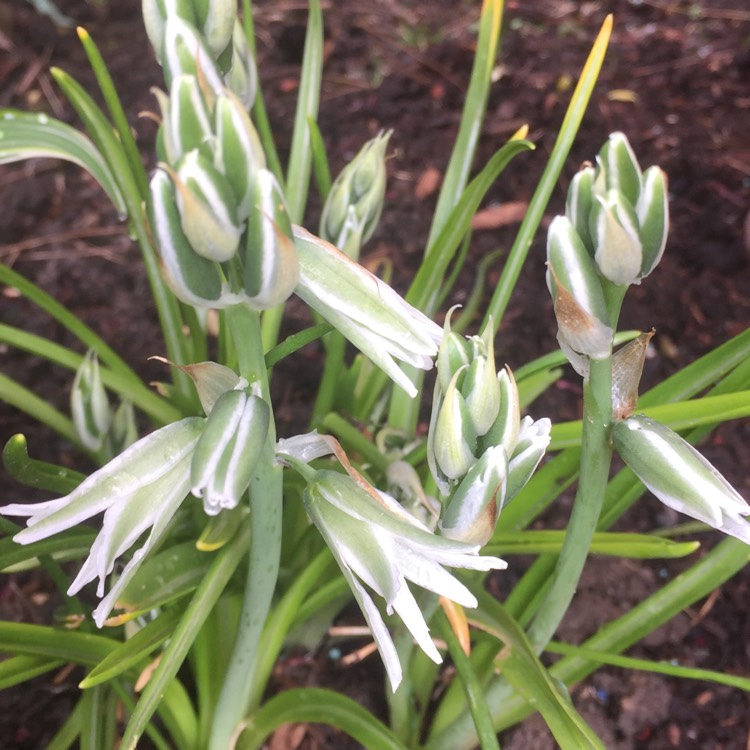 Plant image Ornithogalum nutans