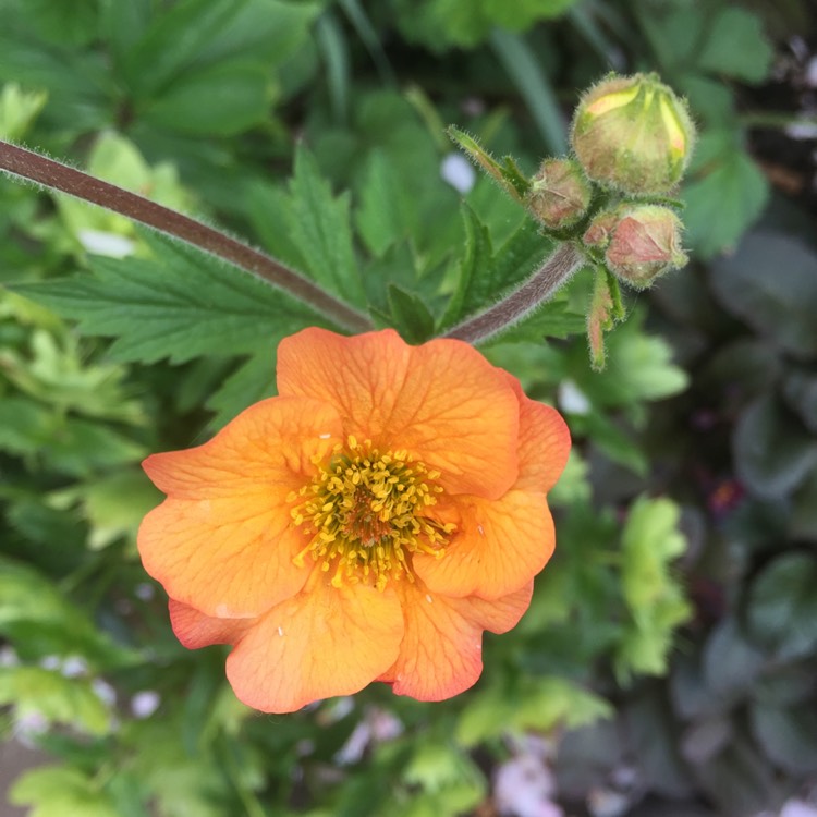 Plant image Geum 'Totally Tangerine'