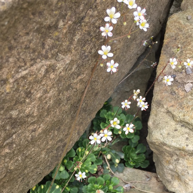 Plant image Saxifraga Cuneiform 'variegata'