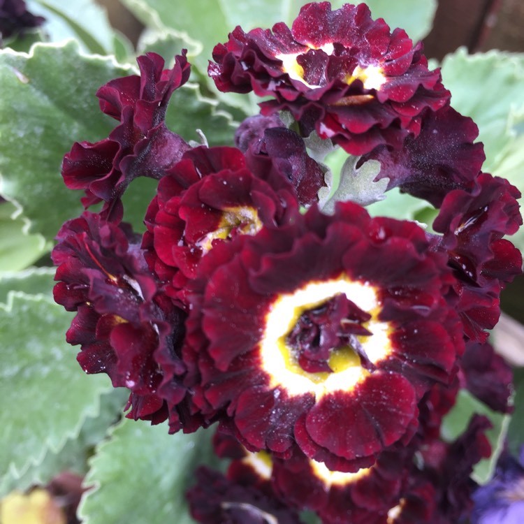 Plant image Primula auricula 'Black Jack'