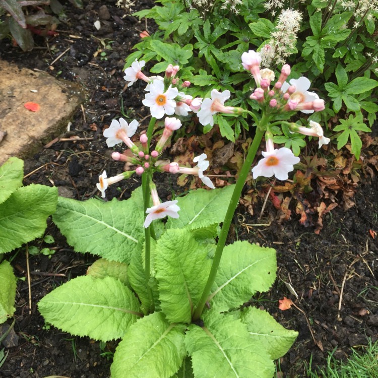 Plant image Primula Candelabra Hybrids