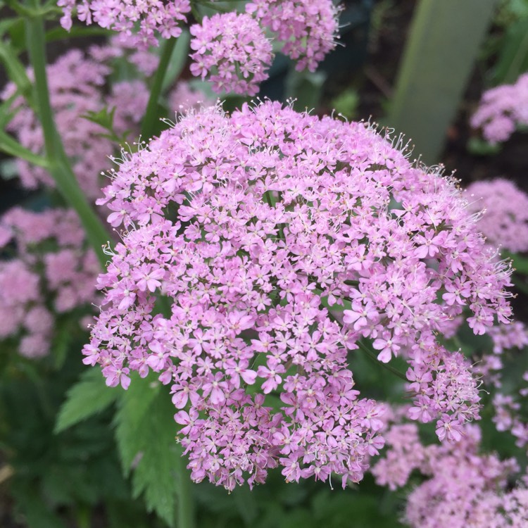 Plant image Chaerophyllum hirsutum Rostrum