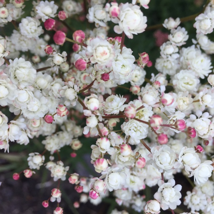 Plant image Filipendula vulgaris 'Multiplex' syn. Filipendula hexapetala 'Flore Pleno'