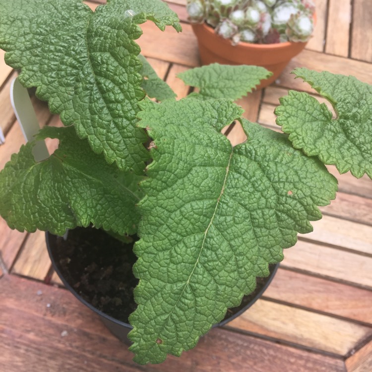 Plant image Phlomis tuberosa 'Amazone'