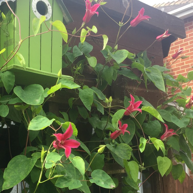 Plant image Clematis 'Princess Diana'