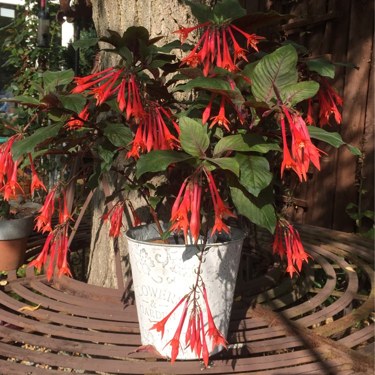 Plant image Fuchsia 'Coralle'