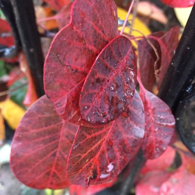 Cotinus coggygria 'Royal Purple'