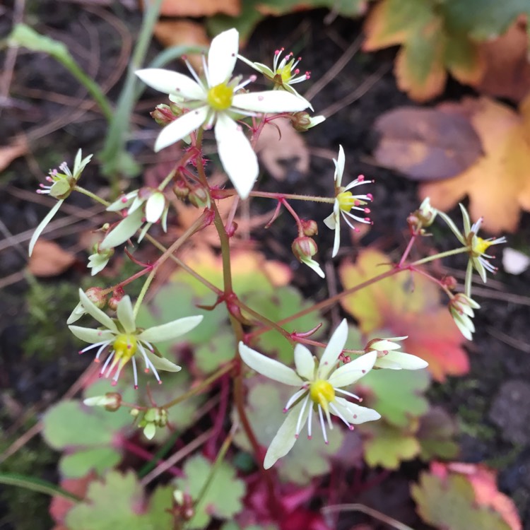 plant image 1420171