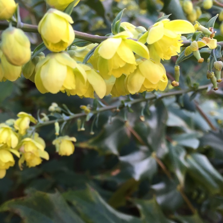 Plant image Mahonia x media 'Charity'