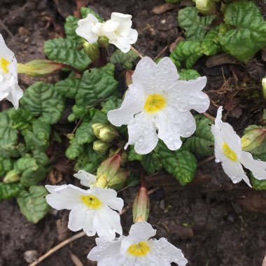 Primula White Cushion