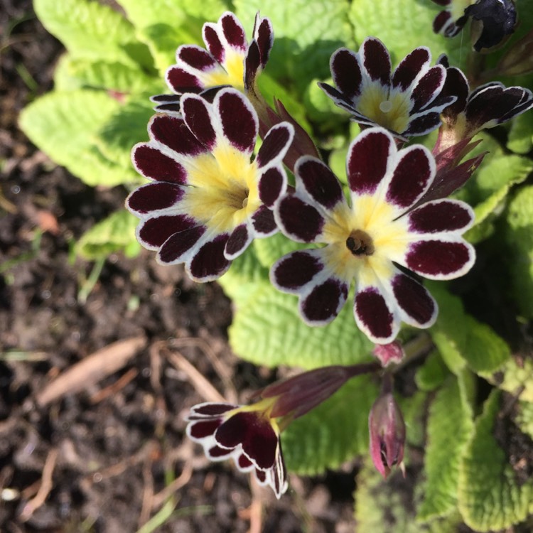 Plant image Primula 'Silver Lace Black'