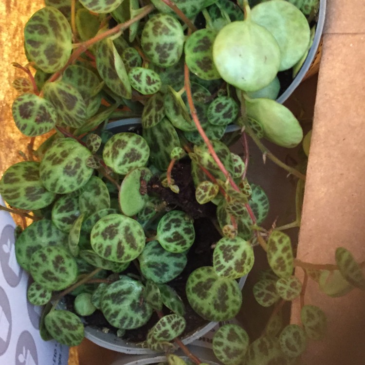 Plant image Peperomia prostrata