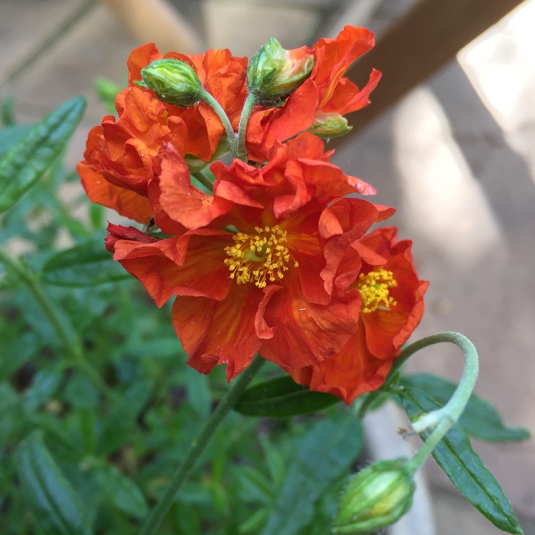 Plant image Helianthemum 'Ben Mohr'