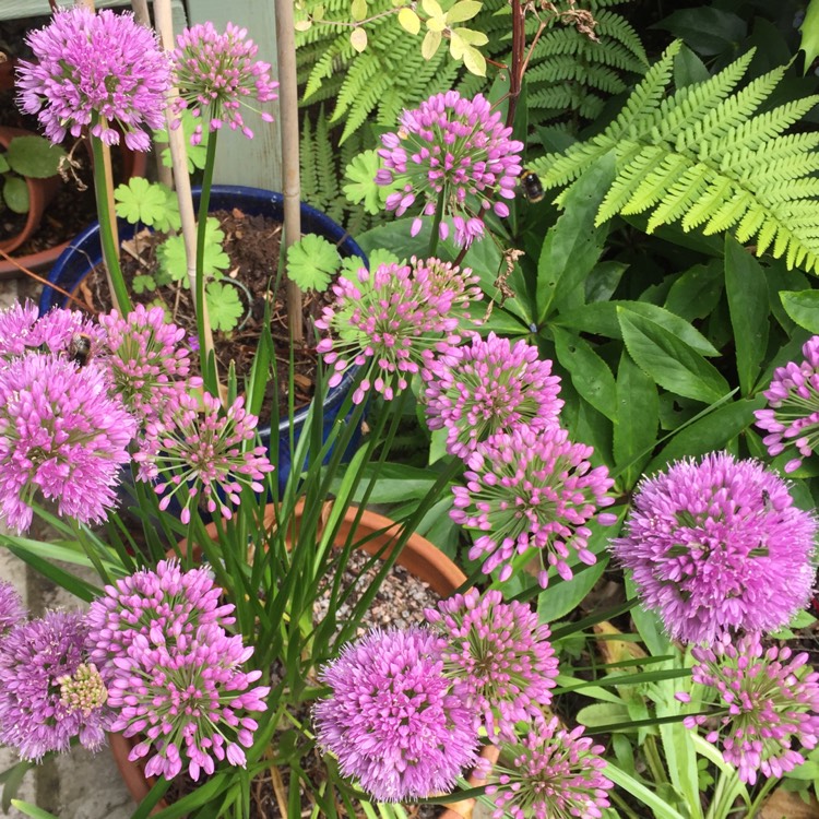 Plant image Allium 'Millennium'