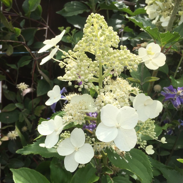 Plant image Hydrangea paniculata