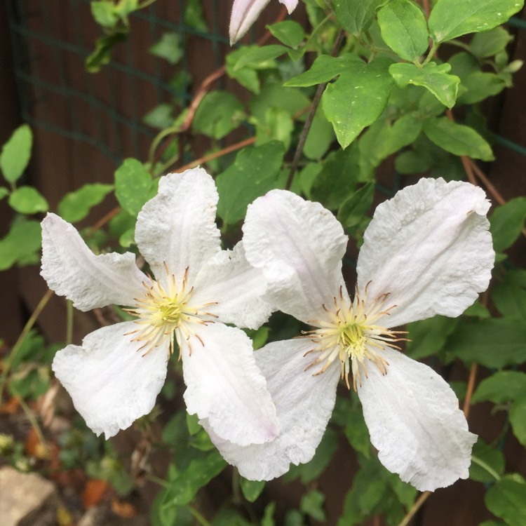 Plant image Clematis 'Prince George'