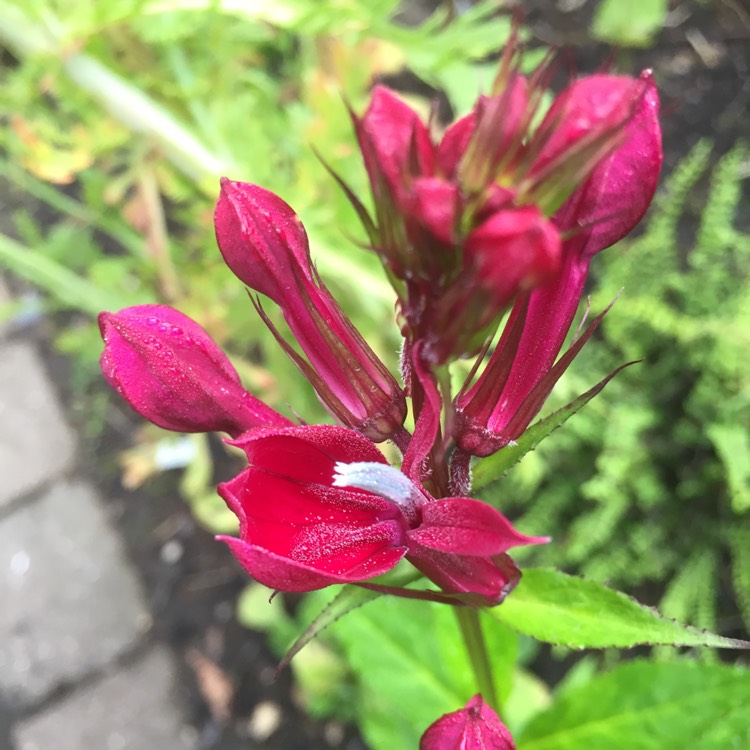 Plant image Lobelia x speciosa 'Fan Burgundy'