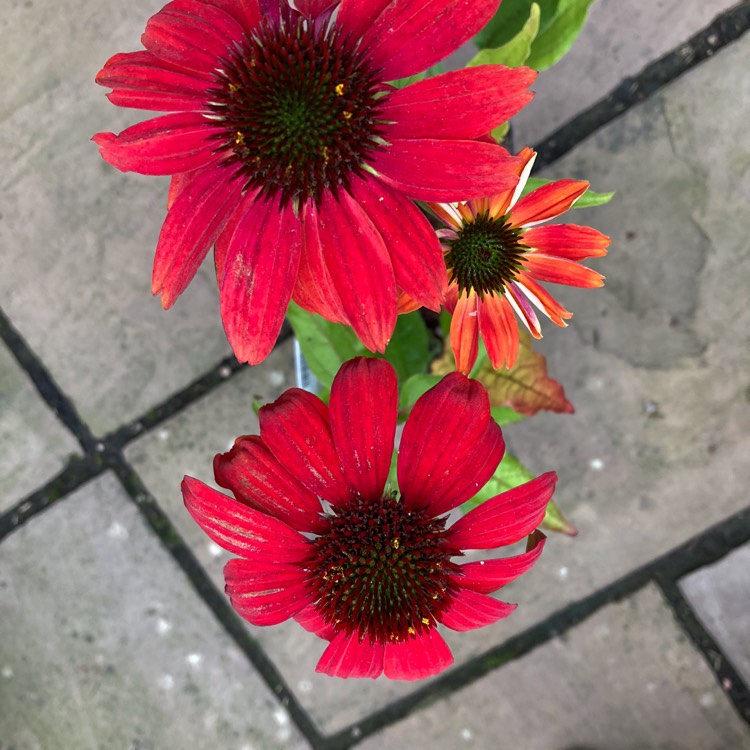 Plant image Echinacea 'Lakota Fire' (Lakota Series)