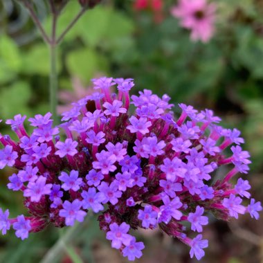 Verbena bonariensis