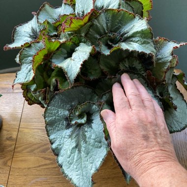 Begonia (Rex Cultorum Group) 'Escargot' syn. Begonia rex 'Escargot'