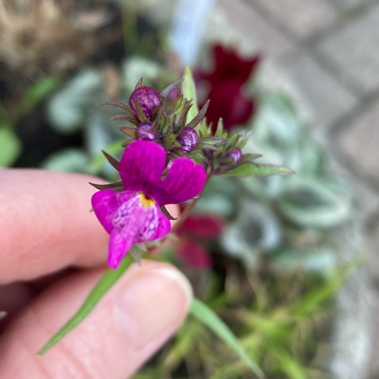 Plant image Linaria 'Fairy Bouquet Mixed'