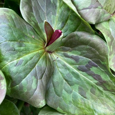 Trillium grandiflorum f. polymerum 'Flore Pleno'