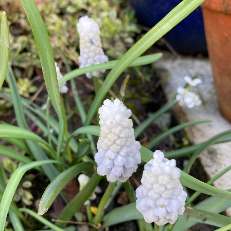 Plant image Muscari armeniacum 'Siberian Tiger'