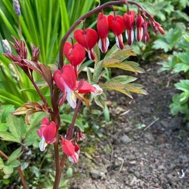 Lamprocapnos spectabilis 'Valentine' syn. Dicentra spectabilis 'Valentine'