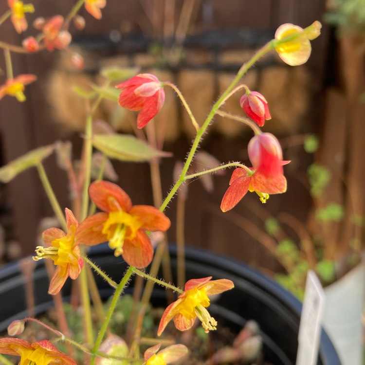 Plant image Epimedium warleyense