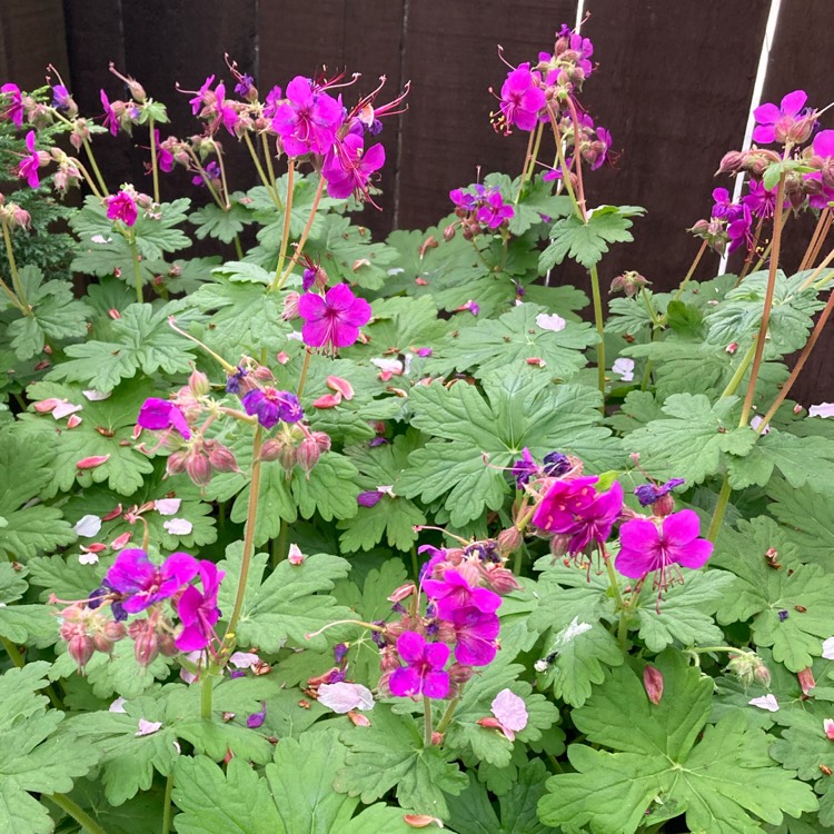 Plant image Geranium macrorrhizum 'Bevan's Variety'