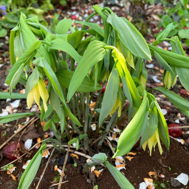 Plant image Uvularia grandiflora