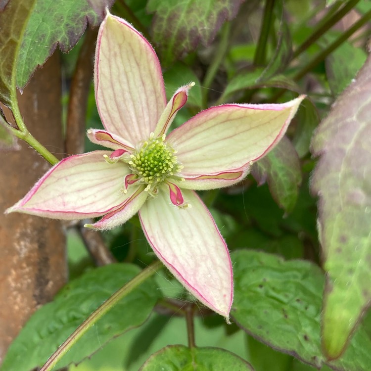 Plant image Clematis montana 'Marjorie'