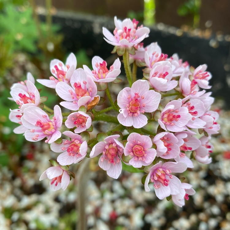 Plant image Darmera peltata