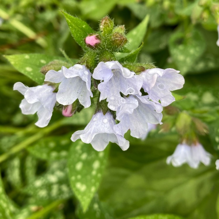 Plant image Pulmonaria 'Opal'