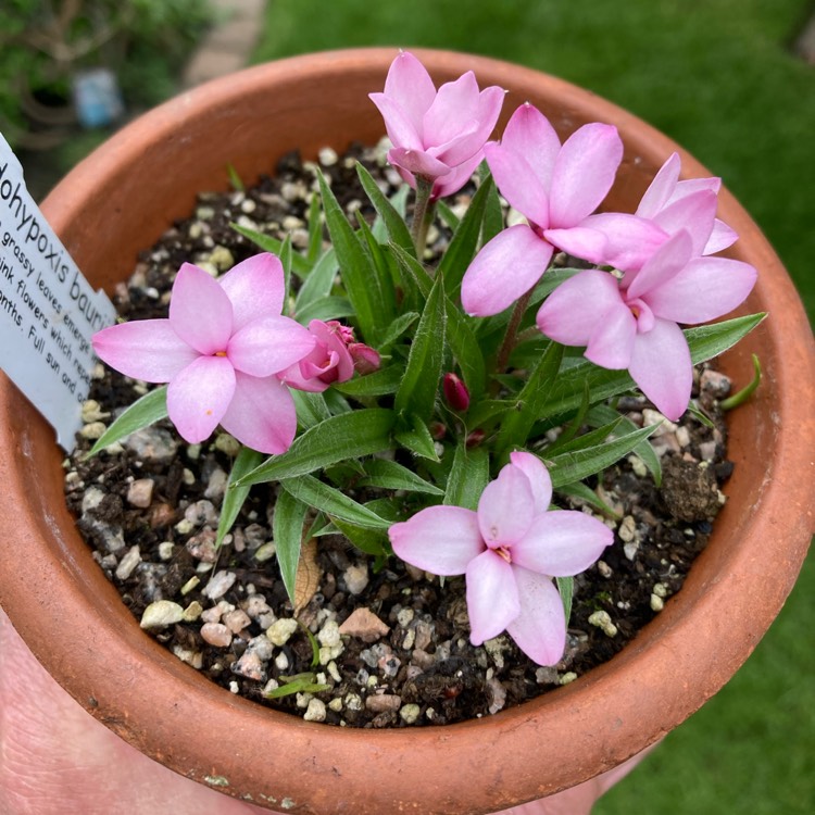 Plant image Rhodohypoxis baurii var. confecta