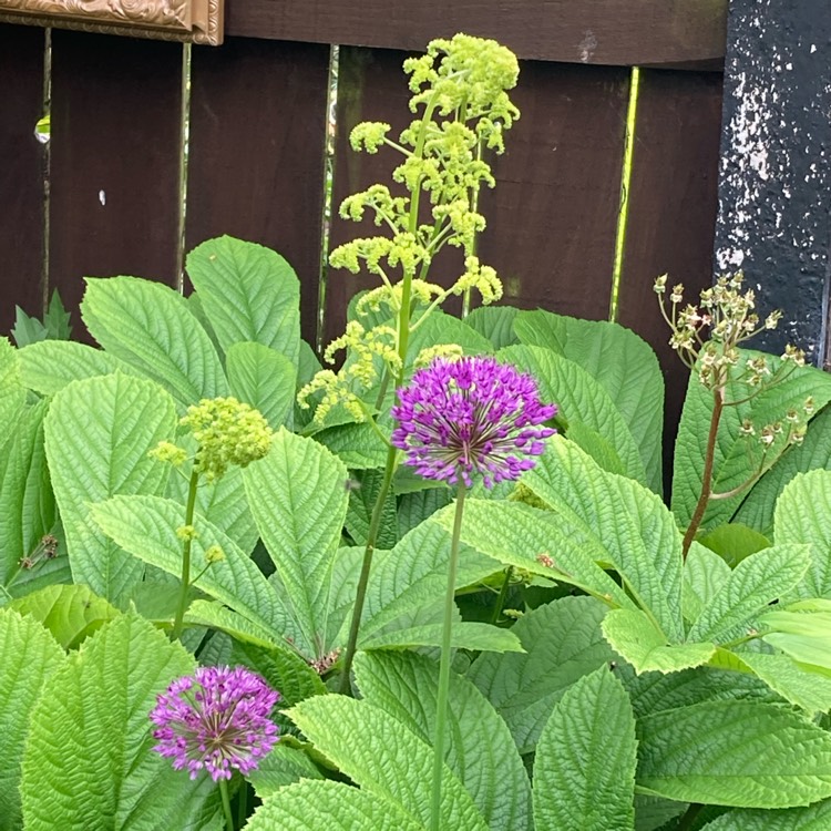 Plant image Rodgersia pinnata 'Superba'