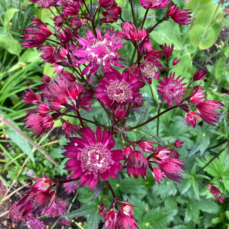 Plant image Astrantia 'Ruby Star'