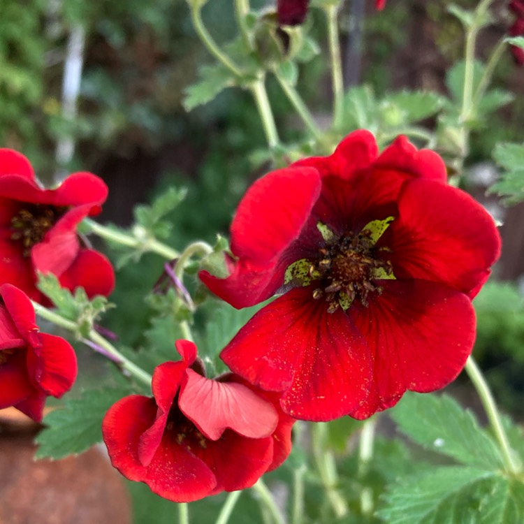 Plant image Potentilla thurberi amorubens 'Monarch's Velvet'