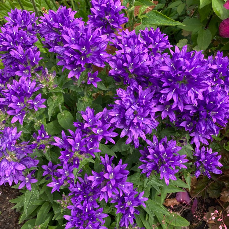 Campanula glomerata 'Superba', Clustered Bellflower 'Superba ...