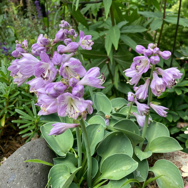 Plant image Hosta 'Blue Mouse Ears'