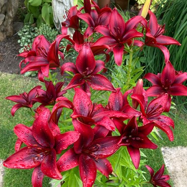 Lilium 'Black Out'