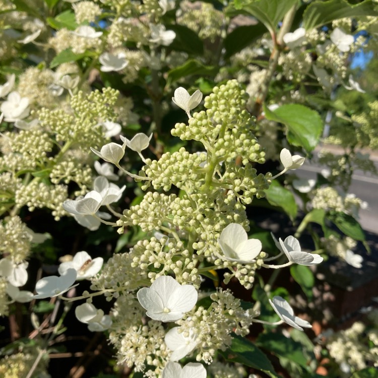 Plant image Hydrangea paniculata