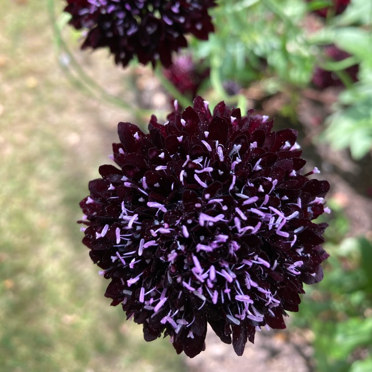 Plant image Scabiosa atropurpurea 'Black Knight'