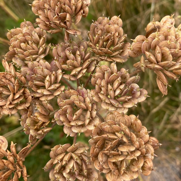 Plant image Heracleum sphondylium