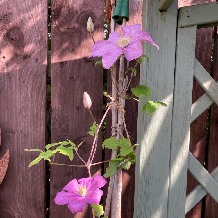 Plant image Clematis 'Comtesse De Bouchaud'