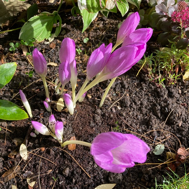 Plant image Colchicum x agrippinum