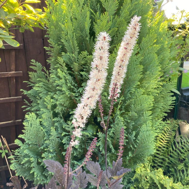 Plant image Actaea simplex 'Chocoholic' syn. Cimicifuga 'Chocoholic'