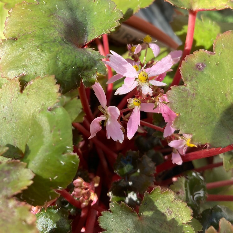 plant image 1631064