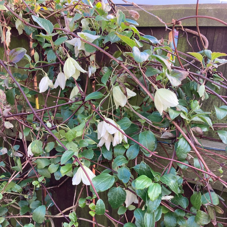 Plant image Clematis cirrhosa 'Jingle Bells'