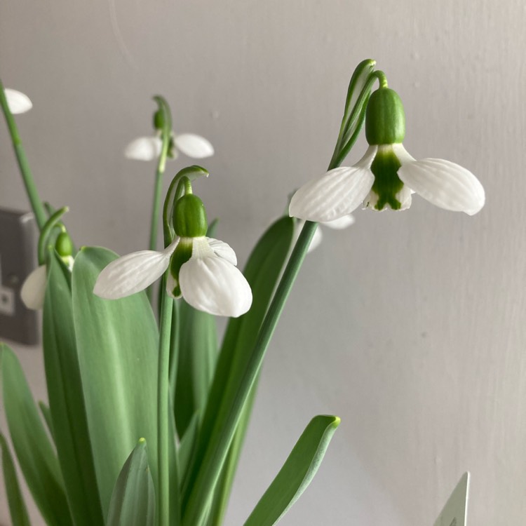 Plant image Galanthus elwesii 'Beluga'